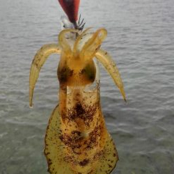 連休に連チャン調査