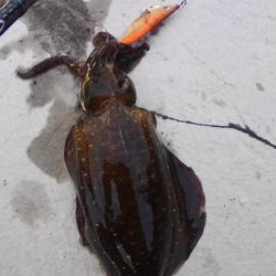 朝まずめ2時間勝負？