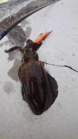 朝まずめ2時間勝負？