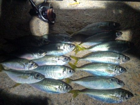 フロートゲーム