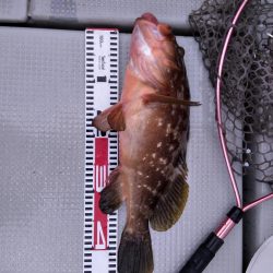 遊漁船SOUTH9/16釣果