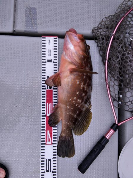 遊漁船SOUTH9/16釣果