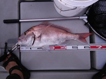 遊漁船SOUTH9/20釣果