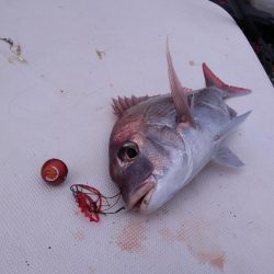 遊漁船SOUTH 9/24釣果