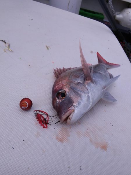 遊漁船SOUTH 9/24釣果