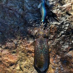 2020 佐渡ヶ島エギング 4回目