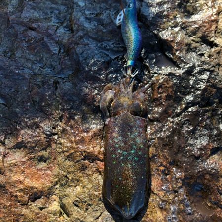 2020 佐渡ヶ島エギング 4回目