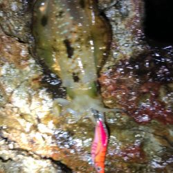 2020 佐渡ヶ島エギング 3回目