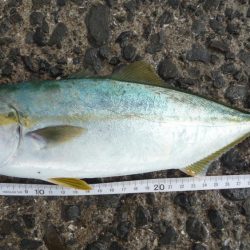 SJなのに釣果はLSJ以下