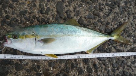 SJなのに釣果はLSJ以下