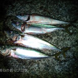 中サバの数釣り