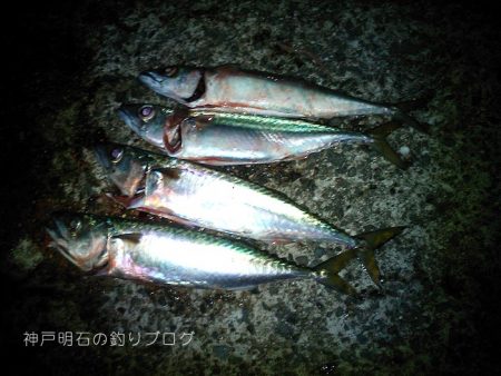 中サバの数釣り