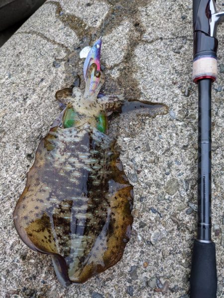 型が良くなってきた