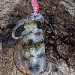 今季アオリ更新