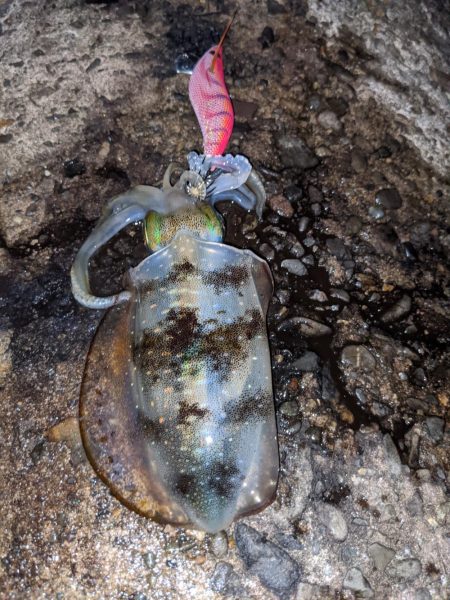 今季アオリ更新