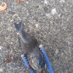 豆アジばっかり〜