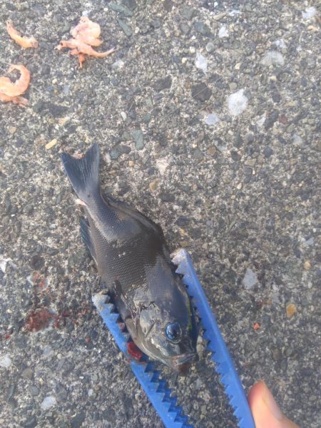 豆アジばっかり〜