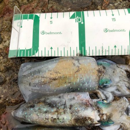 2020 佐渡ヶ島エギング 5回目