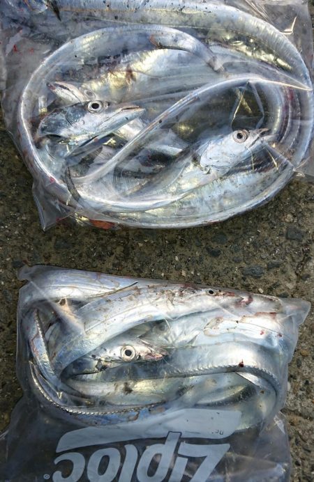 タチウオの数釣りが楽しめました