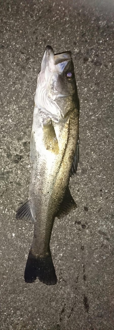 3バイト1キャッチ