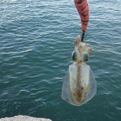 期待を裏切らないアオリイカちゃん!