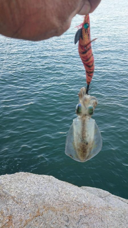 期待を裏切らないアオリイカちゃん!