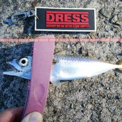 タチウオ調査は続く