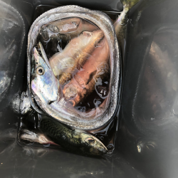 タチウオウキ釣り