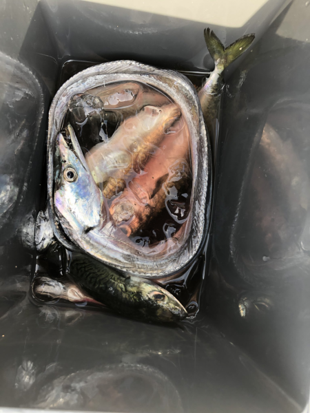 タチウオウキ釣り