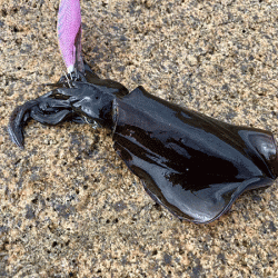 瀬戸内の島アオリイカエギング（2020-1）