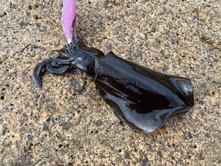 瀬戸内の島アオリイカエギング（2020-1）