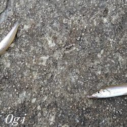 チョイ投げでピンギスの嵐