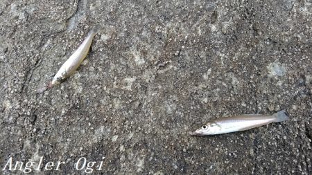 チョイ投げでピンギスの嵐