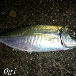 カワハギ/デカアジ/タチウオゲット！