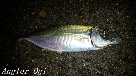 カワハギ/デカアジ/タチウオゲット！