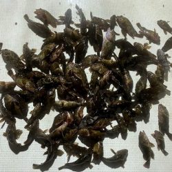 TOPGUN名古屋 釣果