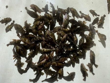 TOPGUN名古屋 釣果