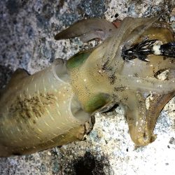 2020 佐渡ヶ島エギング 12回目