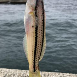 のんびり淡路島見ながら五目釣り