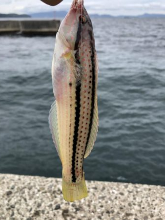 のんびり淡路島見ながら五目釣り