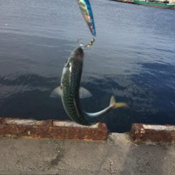 サバ、イワシ絶好調