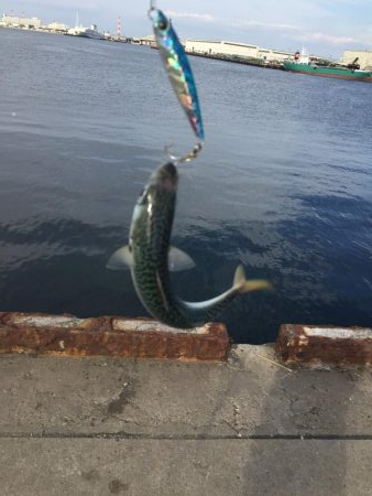 サバ、イワシ絶好調