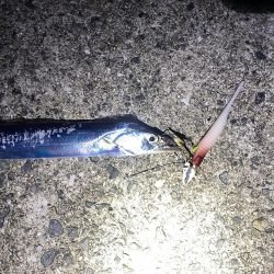 連続釣行じあいが短い！