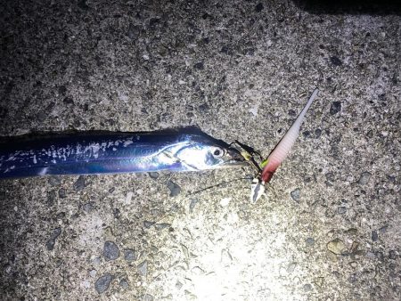 連続釣行じあいが短い！