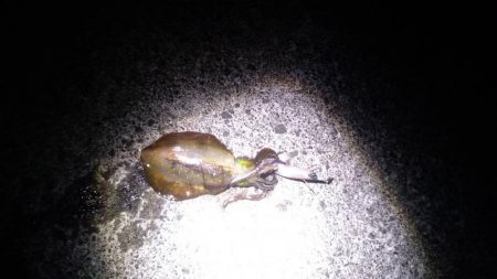 強風の中新子アオリイカ5ハイ