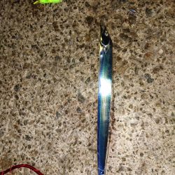 青物狙いのハズが