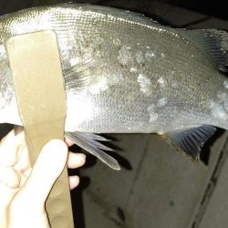 数釣りが楽しめた プチ爆釣?