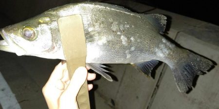 数釣りが楽しめた プチ爆釣?