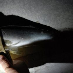 連夜の釣行