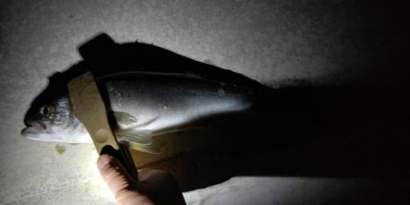 連夜の釣行